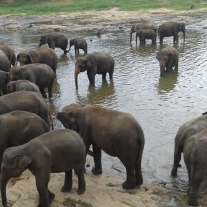 pinnawala-elephant-orphanage